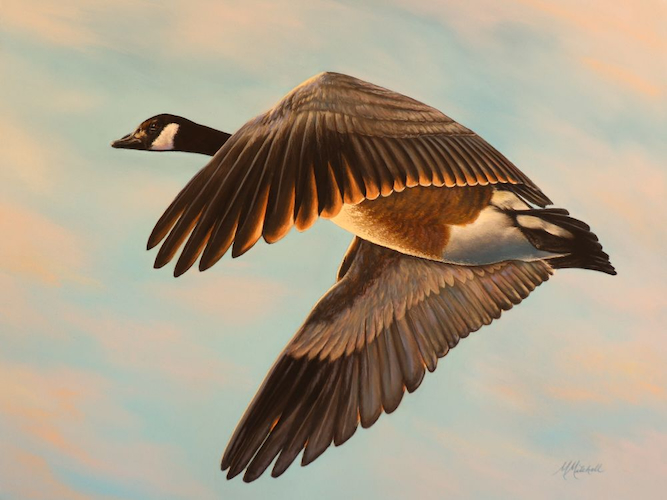 Morning Flight 12x16 $1100 at Hunter Wolff Gallery